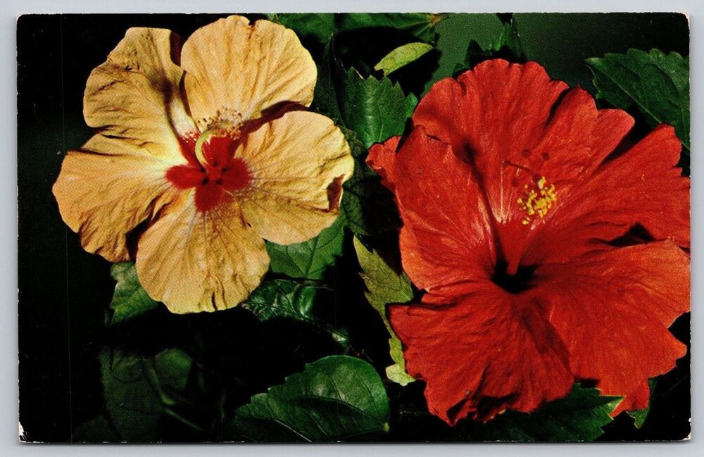 Vintage Florida Hibiscus Postcard H.W. Hannau Natural Color Publishers NCP964